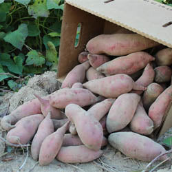 BEYOND ORGANIC SWEET POTATOES, APPROX 20 lbs