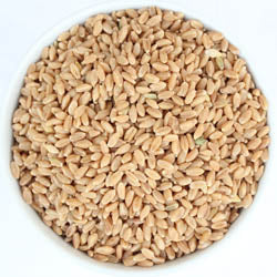WHEAT BERRIES, PRAIRIE GOLD, HARD WHITE CF, 25 LB BAG