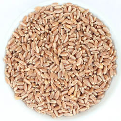 WHEAT BERRIES, HARD RED WINTER, ORGANIC 50 LB BAG